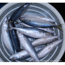 Frozen Pacific Mackerel Fish 250-300g 100%nw